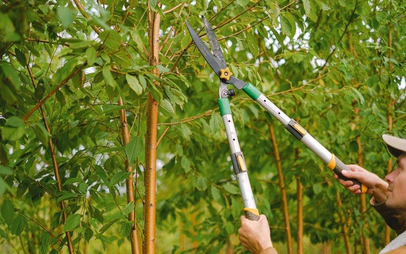 Tree trimming in Vinton, VA