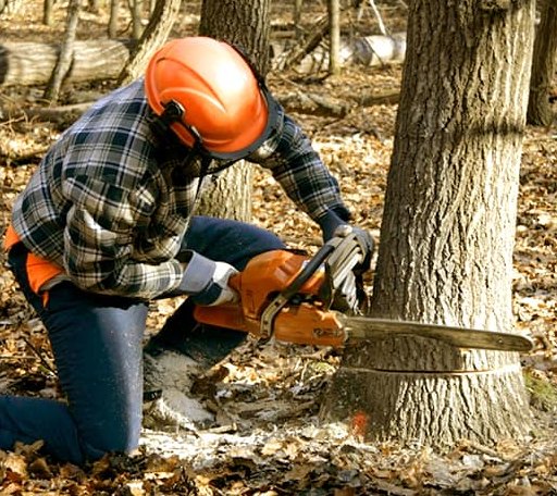 Tree Removal in Vinton, VA